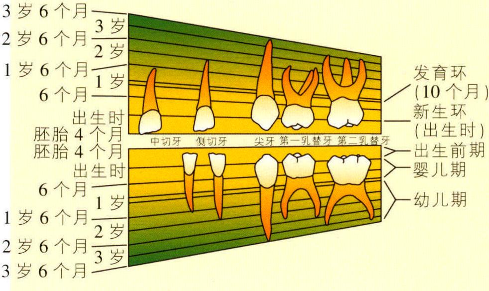 ④牙齒結(jié)構(gòu)異常